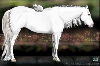 Horse Color:White Spotted Chocolate Palomino Appaloosa 