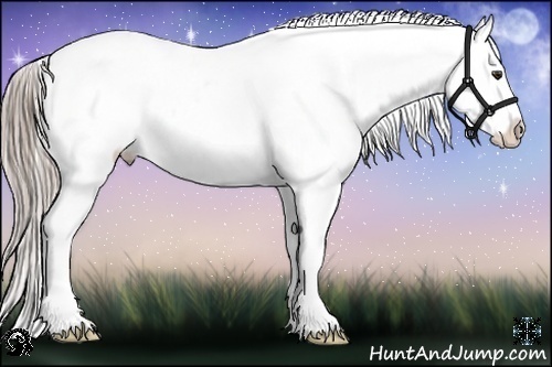 Horse Color:Chocolate Palomino Appaloosa 