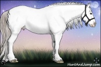 Horse Color:Chocolate Palomino Appaloosa 