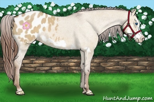 Horse Color:Red Dun Roan Splash Frame Appaloosa