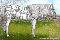 Horse Color:Smoky Blue Roan Frame Appaloosa Rabicano 