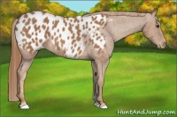 Horse Color:Chestnut Appaloosa 