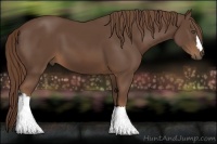 Horse Color:Liver Chestnut 