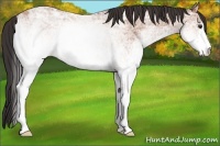 Horse Color:White Spotted Bay Ice