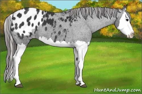 Horse Color:Black Splash Appaloosa 