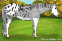Horse Color:Black Splash Appaloosa 