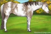 Horse Color:White Spotted Liver Red Dun Roan