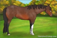 Horse Color:Bay Appaloosa 