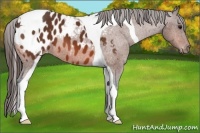 Horse Color:Bay Tobiano Blanket