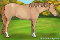Horse Color:Gold Champagne Roan 