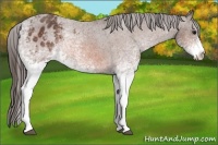 Horse Color:White Spotted Bay Appaloosa