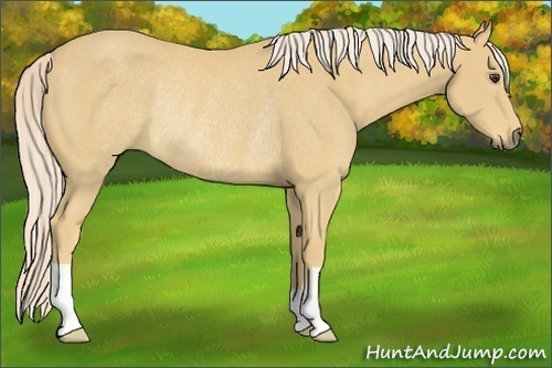 Horse Color:Palomino Rabicano 