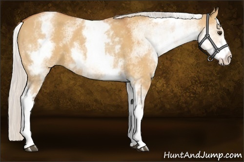 Horse Color:White Spotted Silver Bay Dun