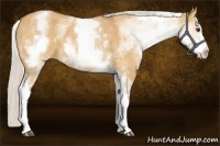 Horse Color:White Spotted Silver Bay Dun