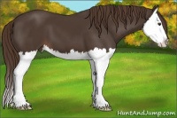 Horse Color:Liver Chestnut Splash 