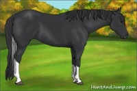 Horse Color:Black Tobiano