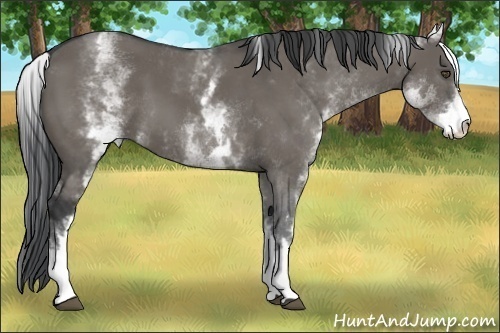 Horse Color:White Spotted Grullo 