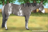 Horse Color:White Spotted Grullo