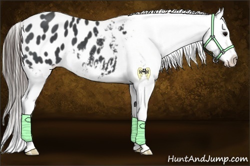 Horse Color:Blue Roan Frame Appaloosa