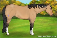 Horse Color:Bay Dun