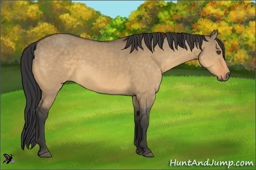 Horse Color:Unknown 
