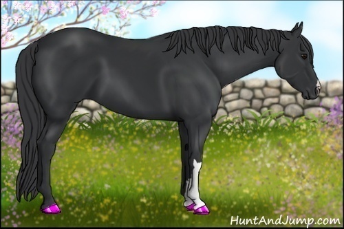 Horse Color:Black 