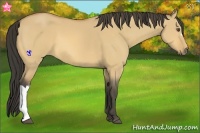 Horse Color:Buckskin Dun