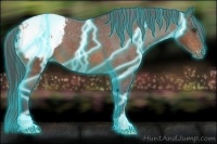 Horse Color:Thunderstruck Bay Appaloosa
