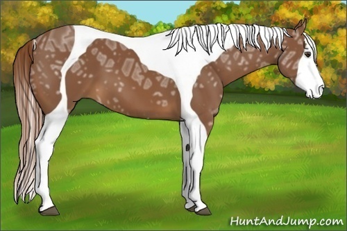 Horse Color:Chestnut Ice Splash Tobiano