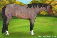 Horse Color:Bay Roan 