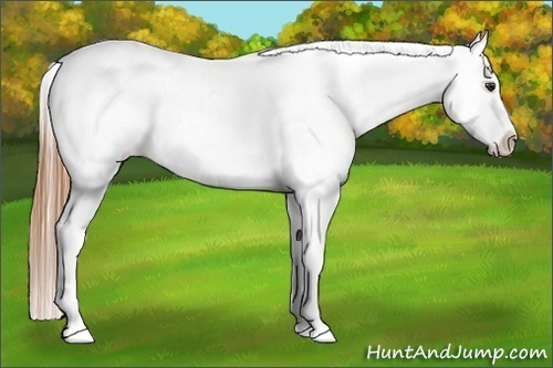 Horse Color:Chestnut Appaloosa 