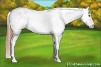 Horse Color:Chestnut Appaloosa 