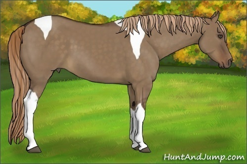 Horse Color:Liver Red Dun Tobiano