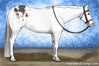 Horse Color:Bay Appaloosa 