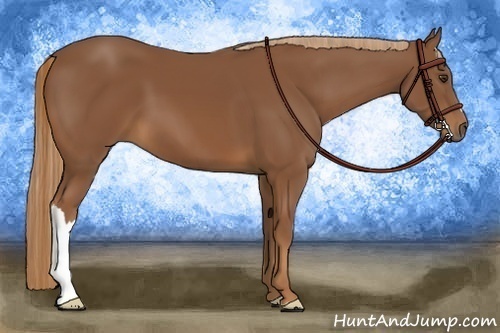 Horse Color:Chestnut Frame