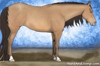 Horse Color:Amber Champagne Frame 