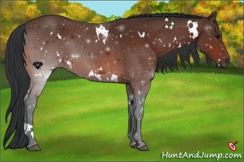 Horse Color:White Spotted Bay 