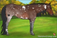 Horse Color:White Spotted Bay