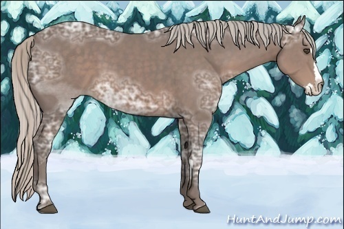 Horse Color:Unknown 