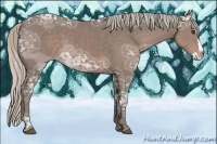 Horse Color:Unknown 