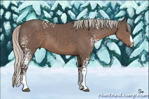 Horse Color:White Spotted Silver Black Sabino Splash