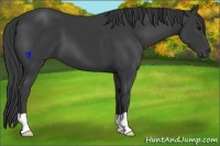 Horse Color:Smoky Black 