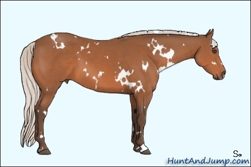 Horse Color:White Spotted Silver Bay Sabino 