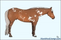 Horse Color:White Spotted Silver Bay Sabino