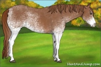 Horse Color:White Spotted Chestnut 