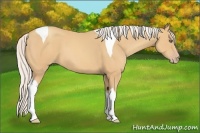 Horse Color:Silver Amber Champagne Tobiano