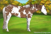 Horse Color:White Spotted Chestnut Splash