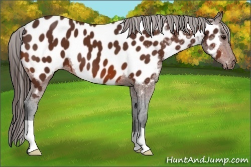Horse Color:Bay Appaloosa 