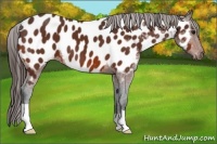 Horse Color:Bay Appaloosa