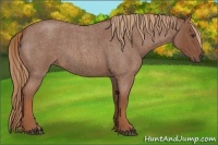 Horse Color:Red Roan 